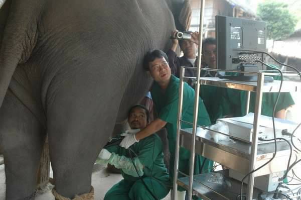 2. Artificial Insemination